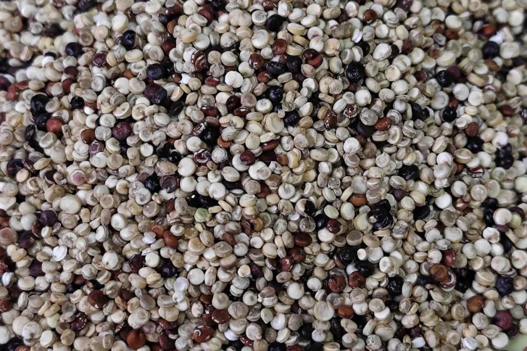 担心营养不够?这种被忽视的食材蛋白质含量比鸡蛋还高 - 健康 - 中工