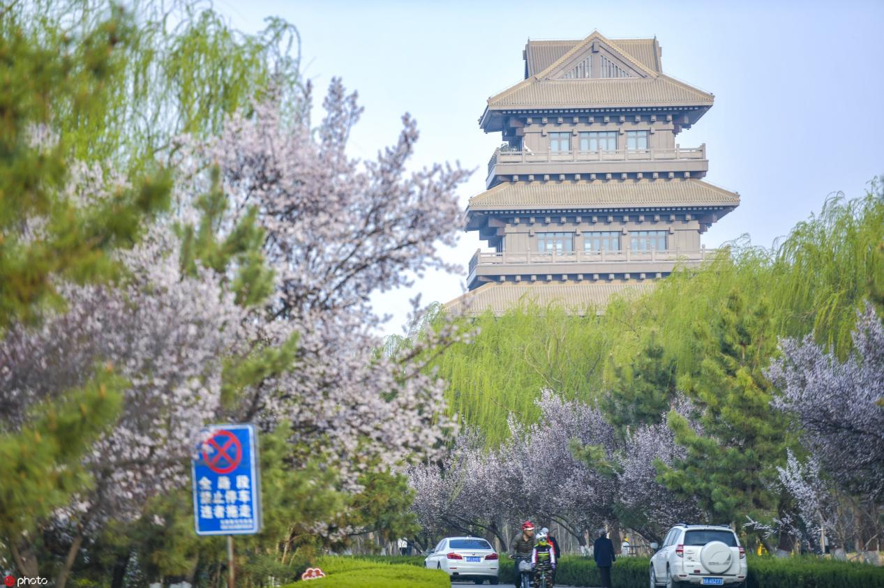 山东济南数十公里黄河河堤变身樱花大道景美如画
