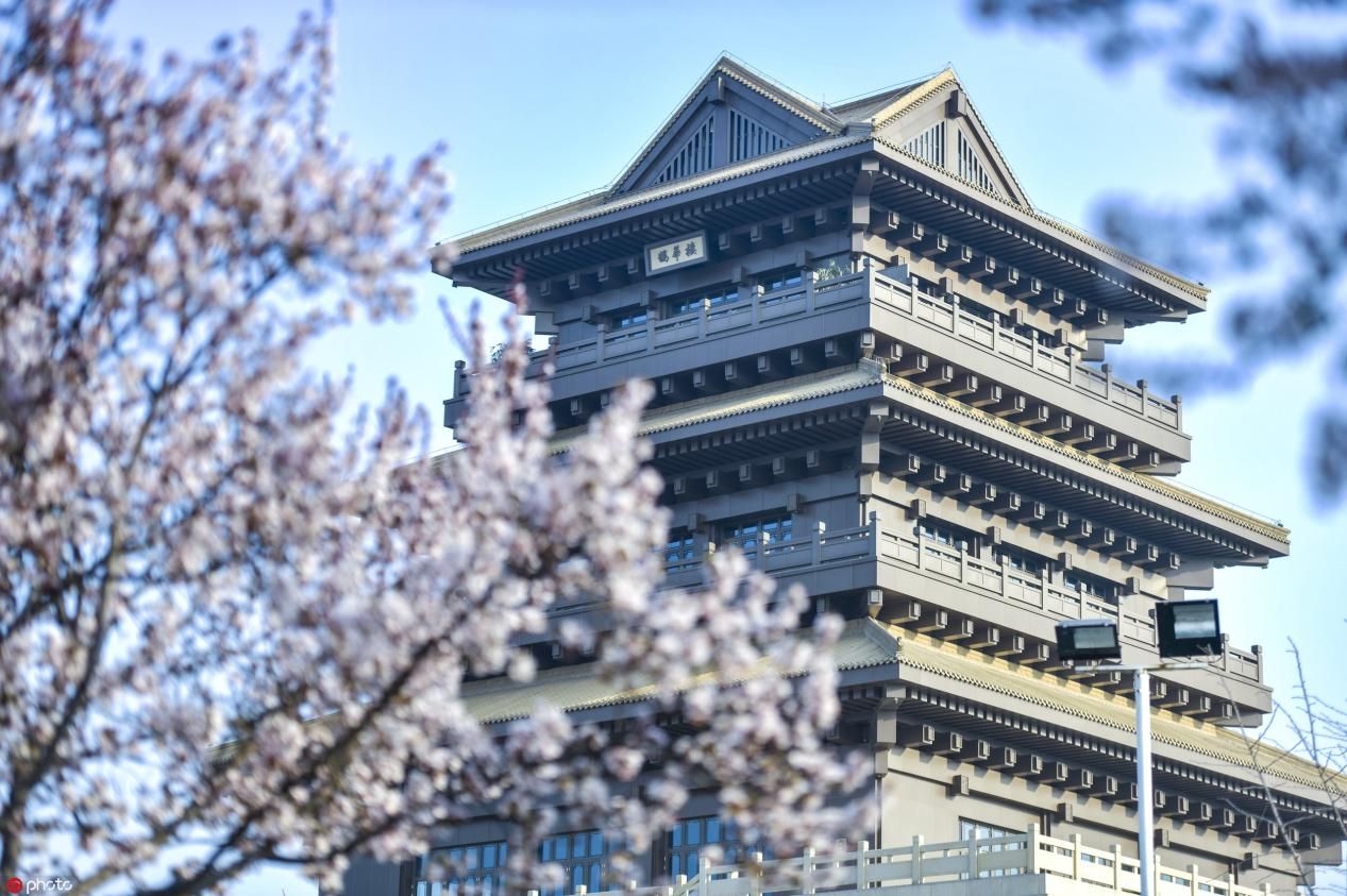 山东济南数十公里黄河河堤变身樱花大道景美如画