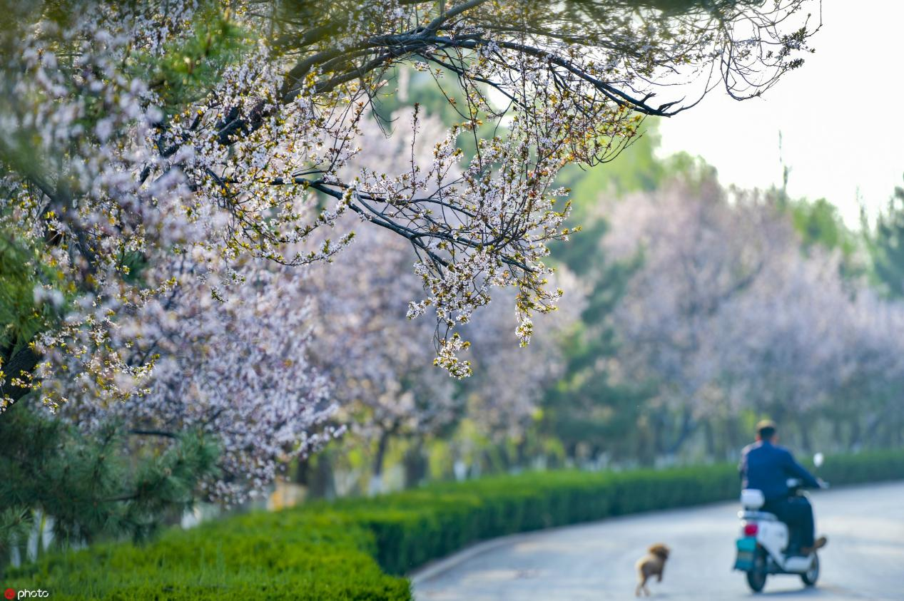 山东济南数十公里黄河河堤变身樱花大道景美如画
