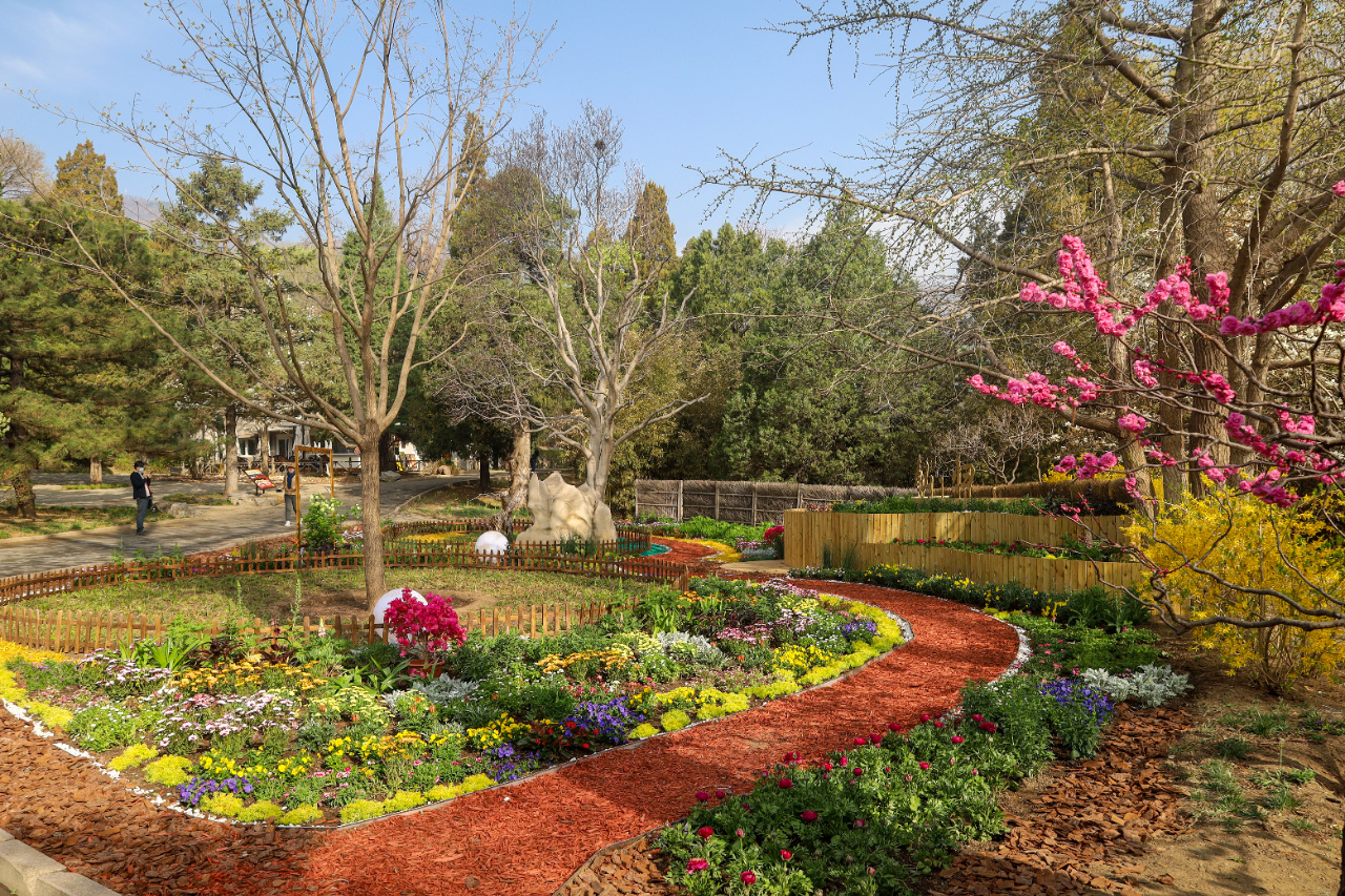 香山公园3万株花卉布置完毕即将迎来花期