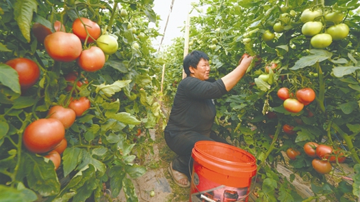 蔬菜大棚种出致富好“钱”景