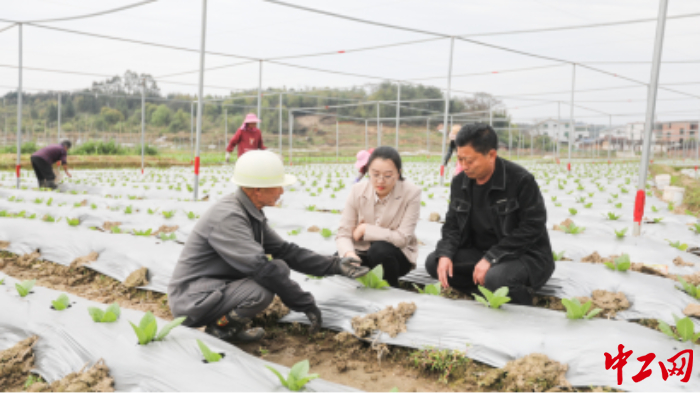 罗铮娴(中)与村“两委”干部在田间地头拜谒。黄水林 摄 罗铮娴(中)与村“两委”干部在田间地头拜谒。黄水林 摄