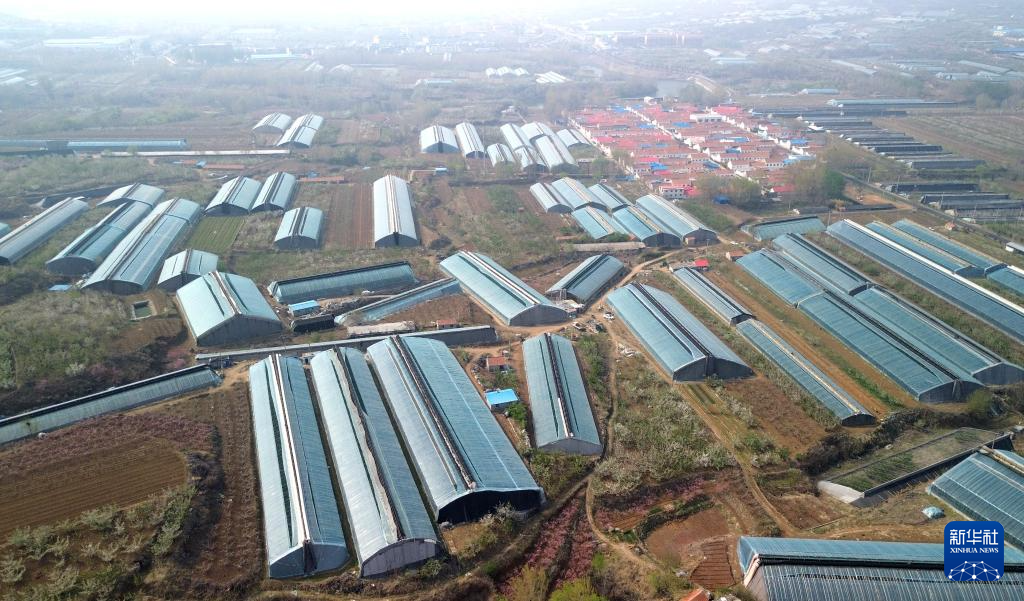 近日,山东省潍坊市临朐县5万亩大棚樱桃进入大面积成熟期,当地樱桃