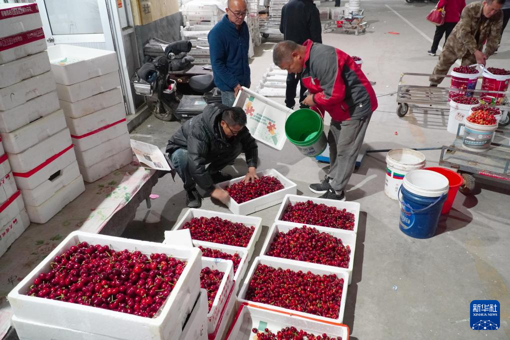 4月10日凌晨,在山东省潍坊市临朐县山旺镇樱桃交易市场,当地樱桃种植