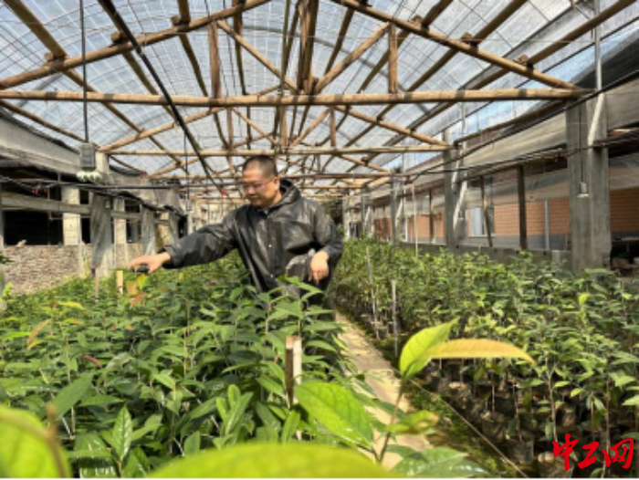 陈益荣在查看金花茶种植情况。新罗区总工会供图