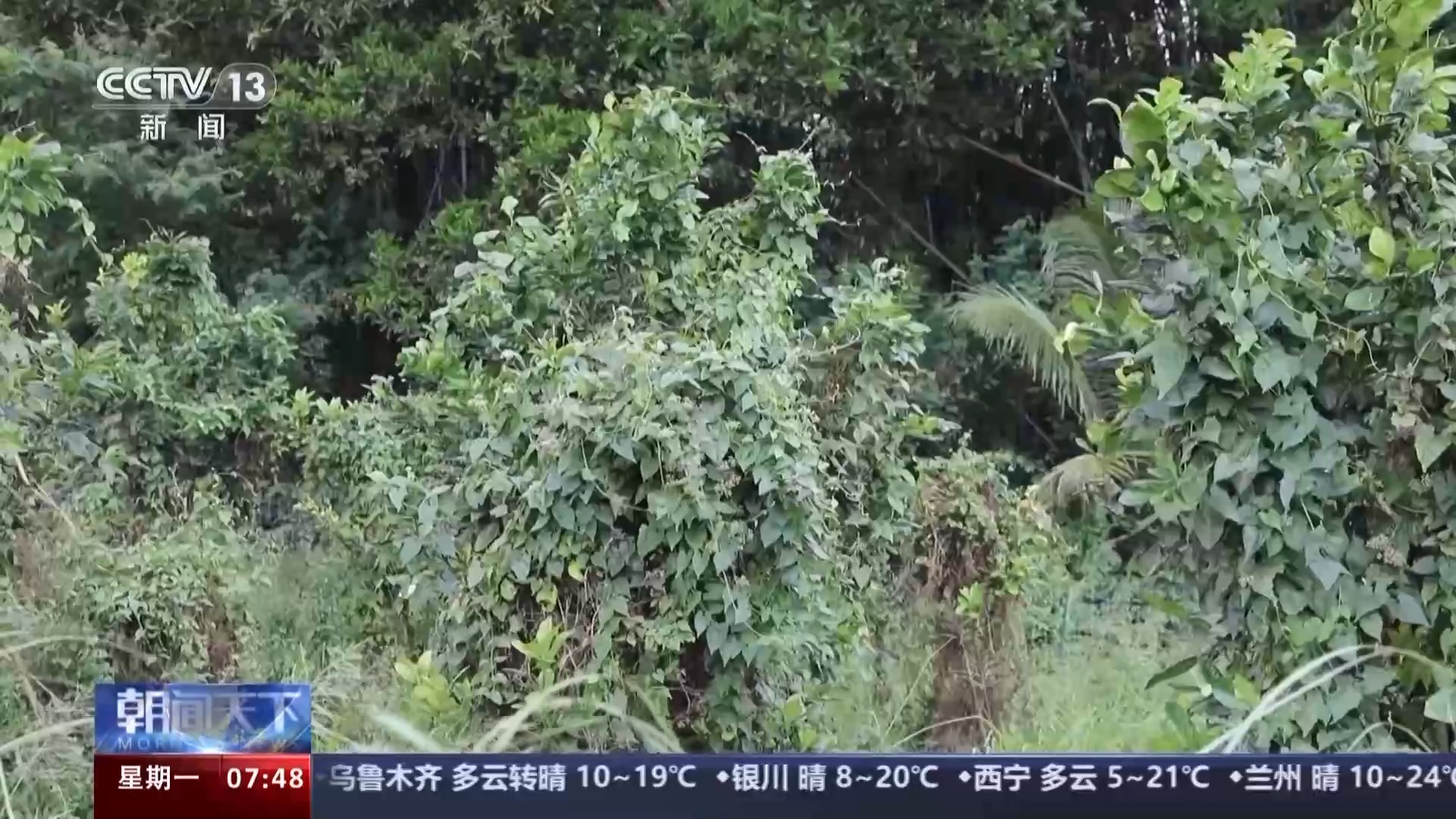 我国已记录有660多种外来入侵物种面对外来物种入侵我们该如何应对