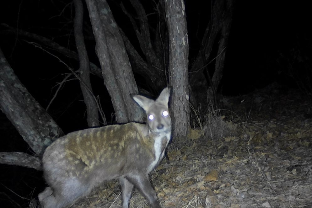 罕见黑龙江东宁拍下国家一级保护动物原麝露脸照
