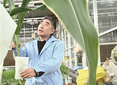 2023年11月23日，北京市农林科学院玉米研究中心首席科学家赵久然在温室观察玉米长势