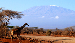  African countries take multiple measures to promote the recovery of tourism