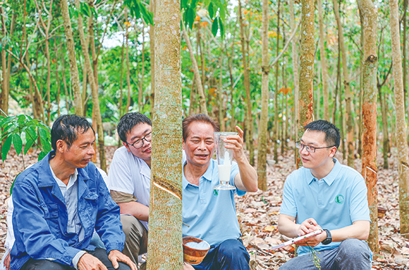 黄华孙（右二）领导团队在胶园进行测产。右一为高重生。（中国热带农业科学院供图）