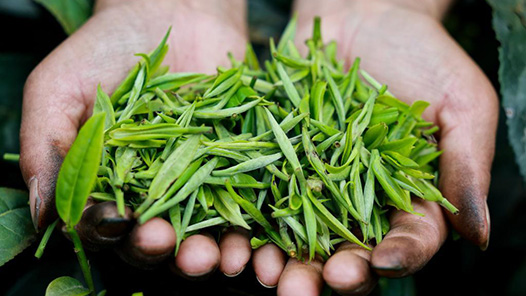 云南澜沧县总工会：做实产业工人事，下好发展先手棋