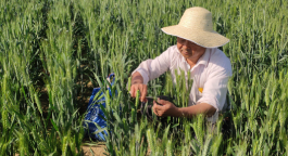 首届“全国科创名匠”｜史占良：对麦田“心动”的育种专家