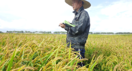 首届“全国科创名匠”｜聂守军：稻田里的守望者