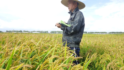 首届“全国科创名匠”｜聂守军：稻田里的守望者