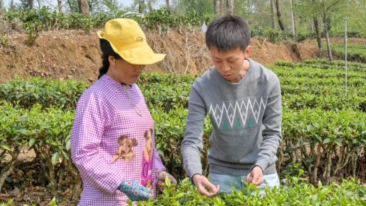 2024年全国农业行业茶叶加工工（精制）职业技能竞赛云南省初赛举行