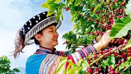 云南隆阳：小粒咖啡驶入精品快车道