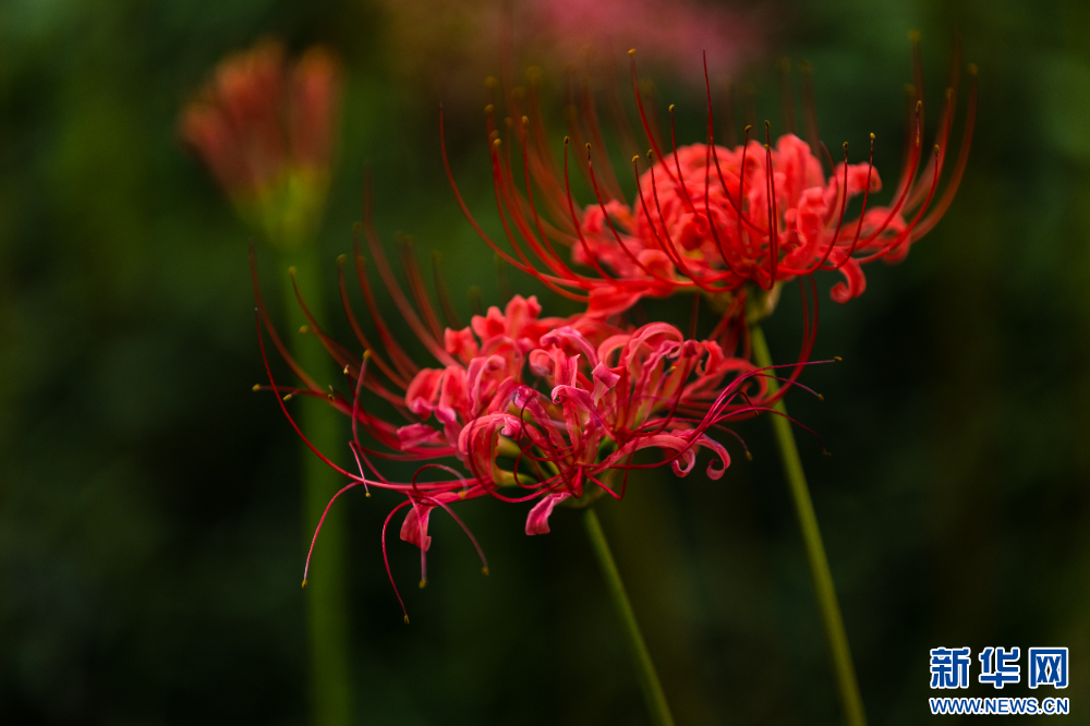 富贵籽开花视频 2093568_4096x10000.png