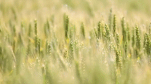 四中全会精神解读·市场最前沿丨从一粒稻种看中国种企创新路