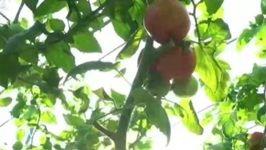 如何破除人才土地资金流动壁垒？从《政府工作报告》看乡村全面振兴