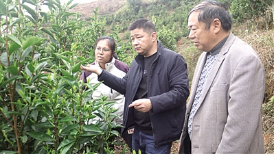 锲而不舍落实中央八项规定精神·一线见闻｜带着茶农期盼 奔着实处走访