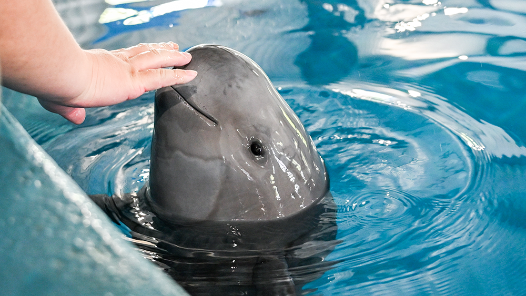 李强在政府工作报告中提出，加快推动全面绿色转型