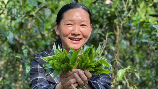 全国劳动模范获得者朱美宣：茶路深耕 以匠心赋能产业振兴