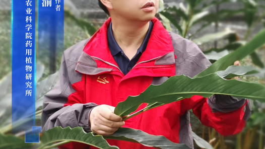 张金渝：笃耕云岭掘药香 科技惠农助振兴