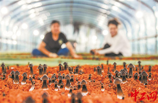 3006928_tpzz_1749133902431_b