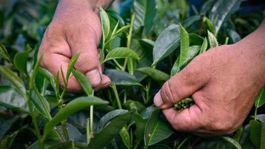 劳模风采·2025年全国劳动模范｜周宇：“茶文化是活的”