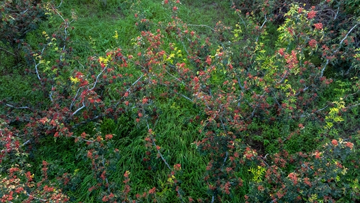 劳模风采·四川省劳动模范｜张碧岳：巴山深处的乡村振兴“领路人”