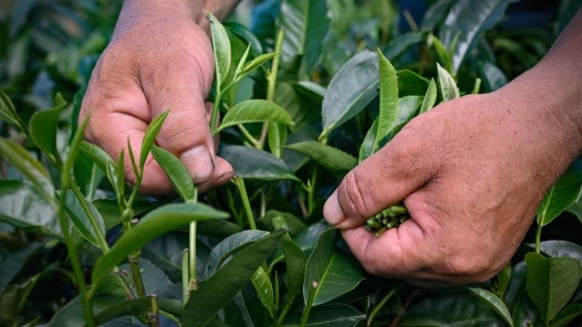 劳模风采·贵州省劳动模范｜罗绍江：让小叶子变成百姓致富“金叶子”