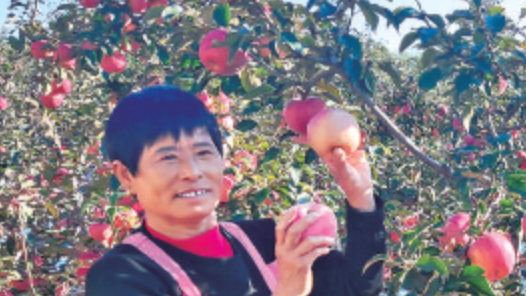 辽宁省盘锦市盘山县得胜街道得胜村：沙土地种出“黄金果”