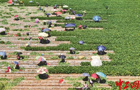 3041446_tpzz_1751609339458_b