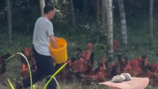 活力中国调研行丨“梅茶鸡蜂”：林坑村的增收密码