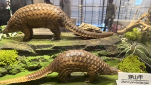 活力中国调研行丨仙居生物多样性博物馆究竟有“多少样”？