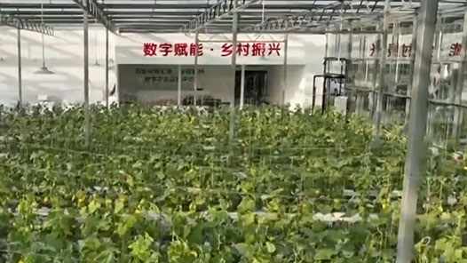 新思想引领新征程｜数字乡村建设助力农业农村现代化