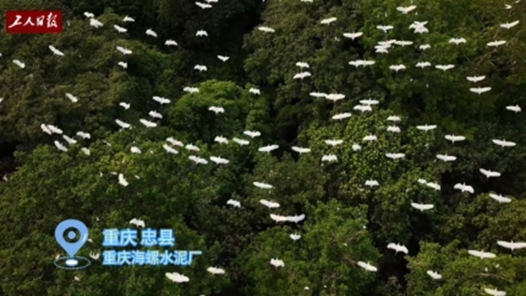 活力中国调研行丨这个水泥厂，为何成为上千只野生白鹭的栖息地？