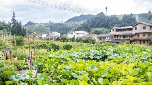 活力中国调研行｜从“靠山吃山”到“养山富山”