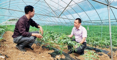 2.傅小康（图右）正在了解农户种植西红柿的情况