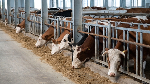 活力中国调研行｜内蒙古：让牛羊吃“大锅饭” 改善草原过牧