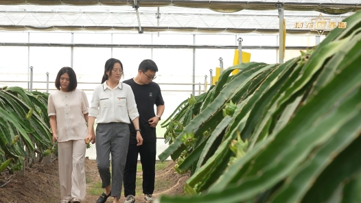 劳模故事·上海市五一劳动奖章丨孔芳芳：劳动点亮“霸王花”