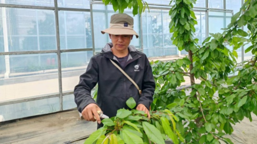 匠心育果 情洒高原——全国劳动模范格桑群培的现代农业情怀与实践