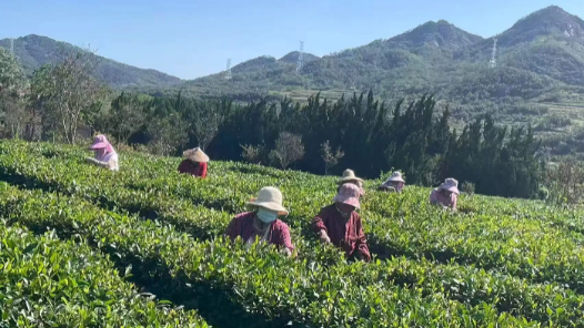 “一镇一品” 山东省乳山市总工会开展茶叶采摘劳动竞赛