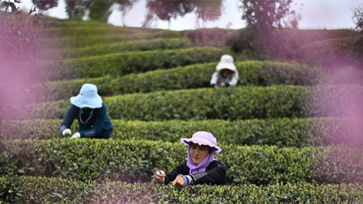 聚焦“十五五”规划建议｜实施城乡居民增收计划 推动形成橄榄型分配格局