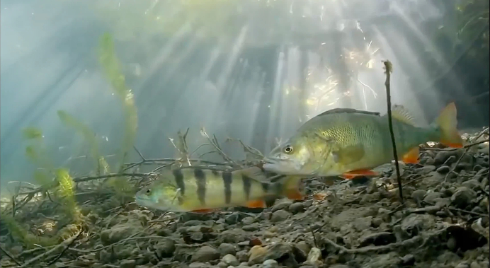 005056b83fc82a7288e306