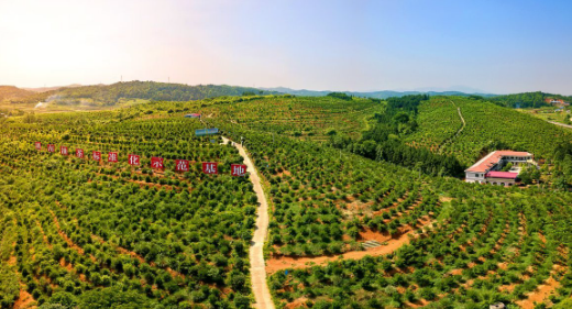 “十四五”期间我国茶油产量增长53%