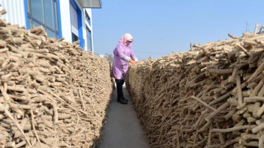 四中全会精神在基层丨良种良法产量高 家家堆起“小山包”