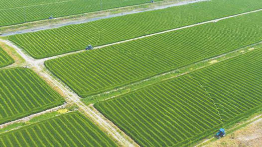 我国国家级种业基地供种保障率达到80%