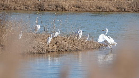 黄河古贤水利枢纽工程导流洞贯通